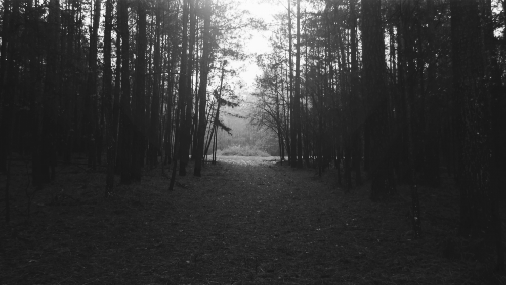 Лес тёмный черно белый