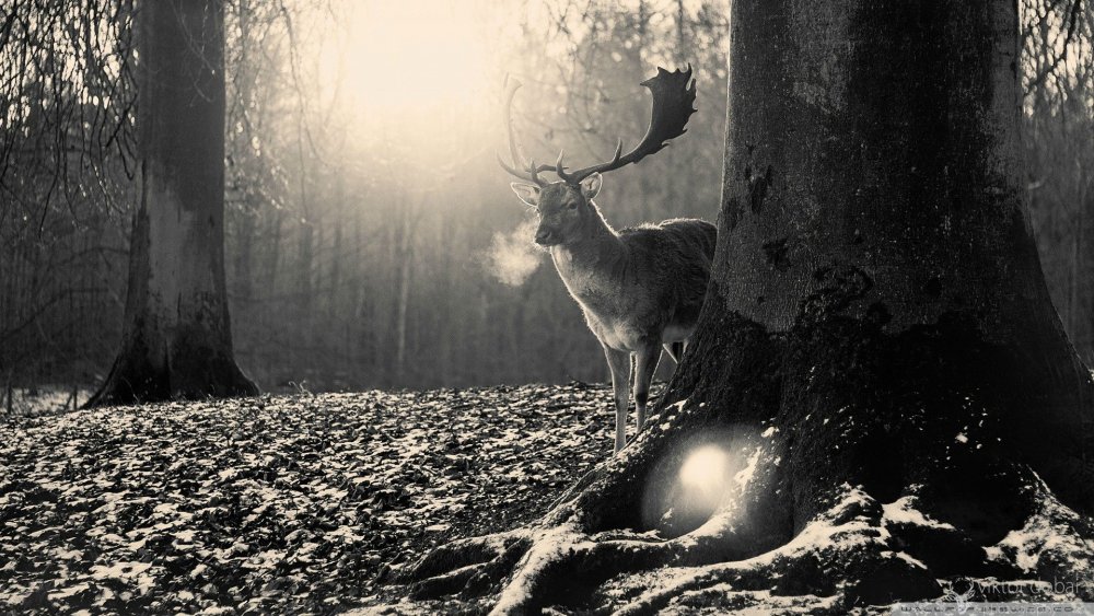 Красивые картинки олень в лесу