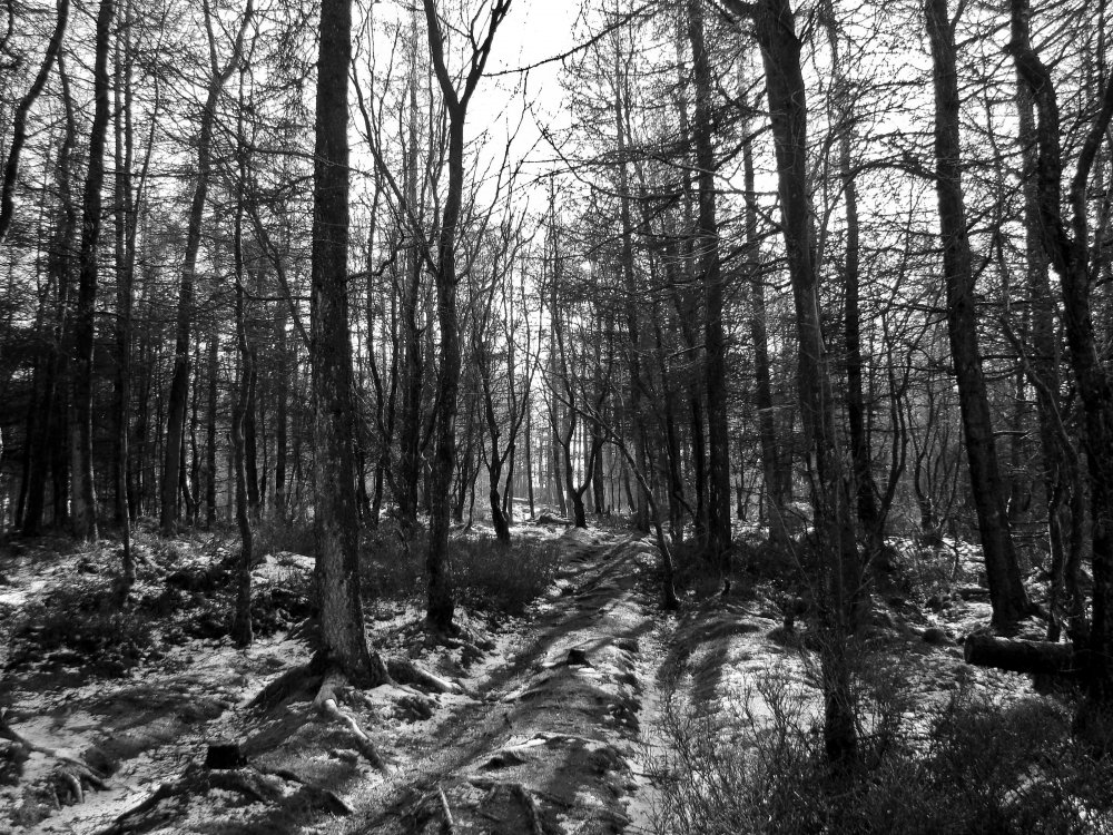Сосновый лес черно белый