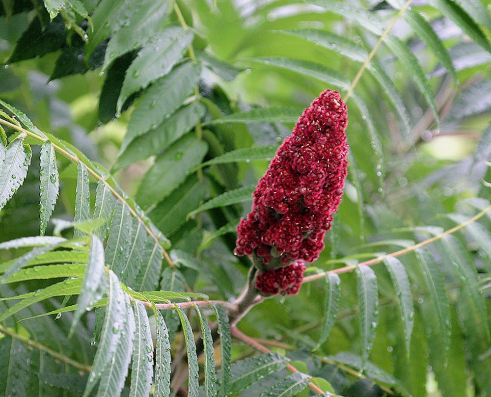 Сумах оленерогий, пушистый, уксусное дерево (Rhus typhina).