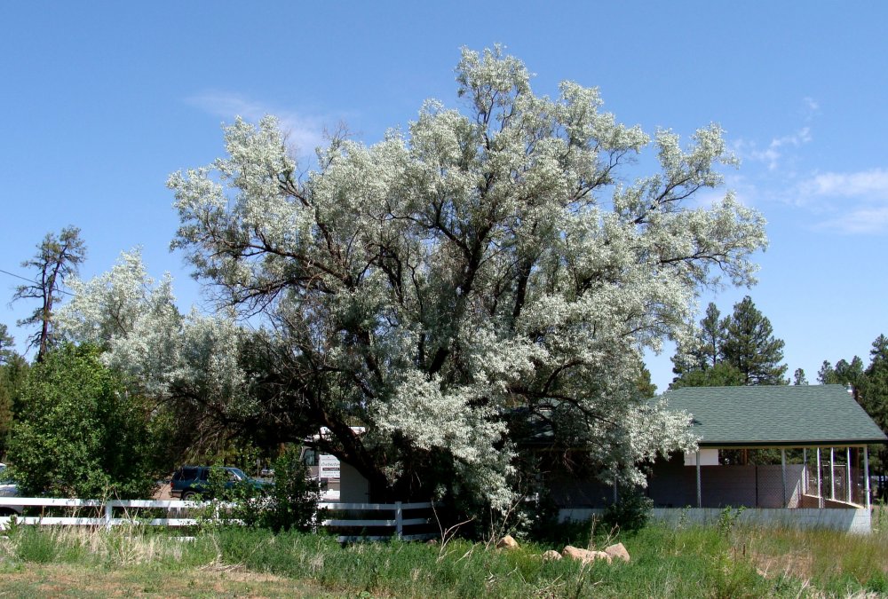 Elaeagnus дерево