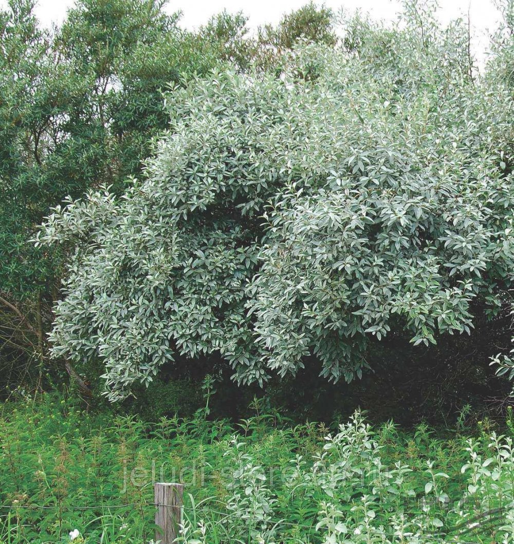 Олива дерево лох серебристый