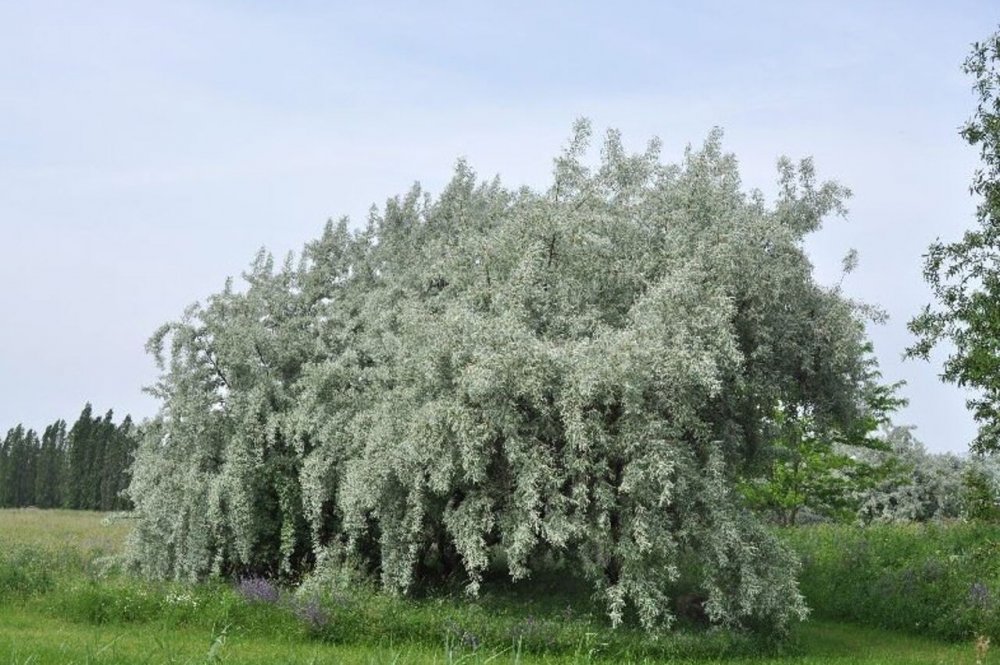 Salix Elaeagnus 'angustifolia'