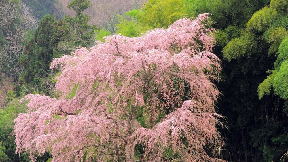 Дерево с розовыми листьями в Японии