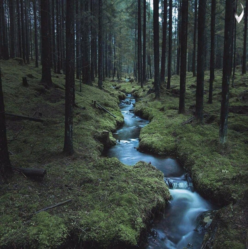 Швеция лес ручеёк
