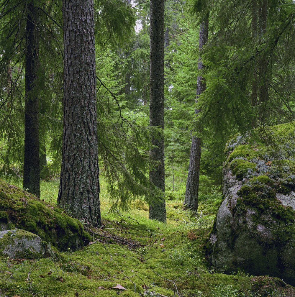 Елливаре Швеция лес