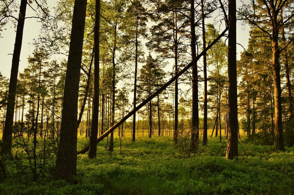 Лесные ресурсы Швеции