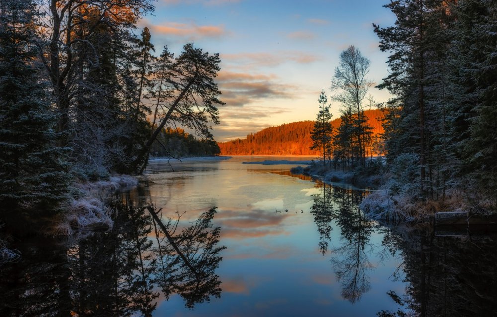 Швеция природа лес