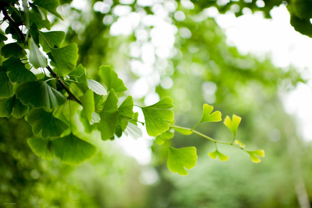 Листья зеленые гинкго
