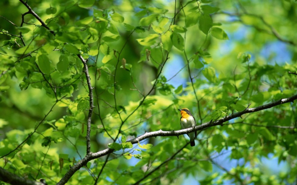 Птицы весной в лесу