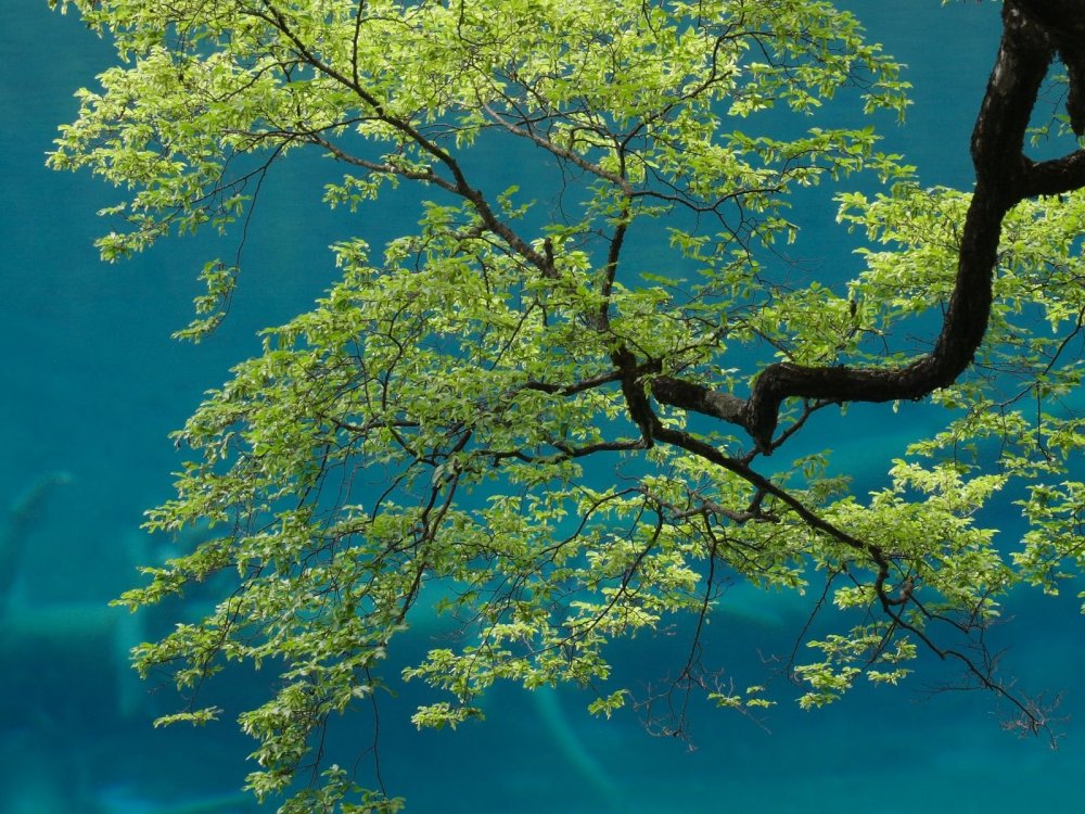 Дерево над водой