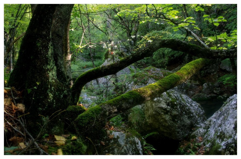 Природа Крыма леса