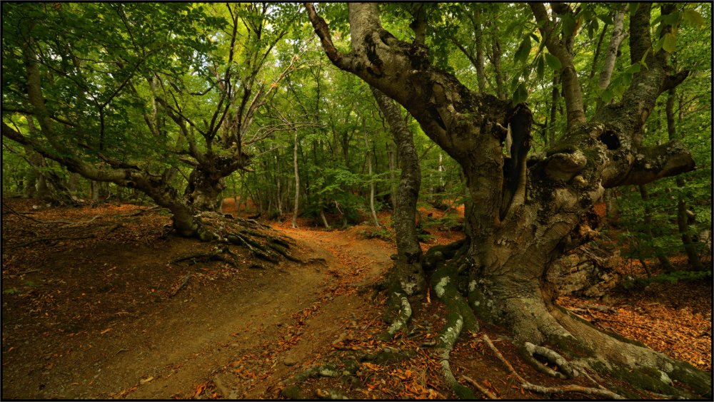 Марьевский лес Крым