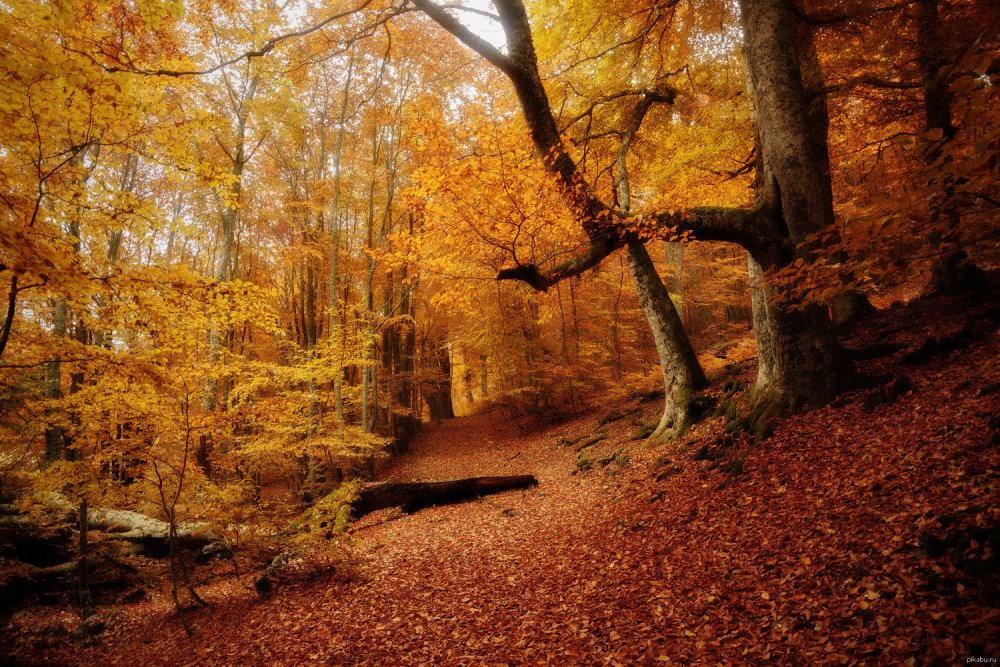 Осенний Крымский лес