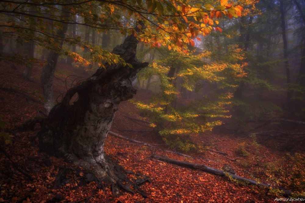 Крым осень лес