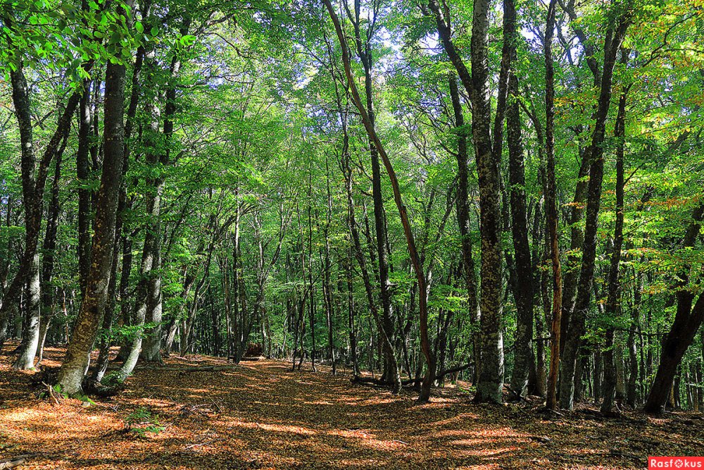 Буковый лес Крым