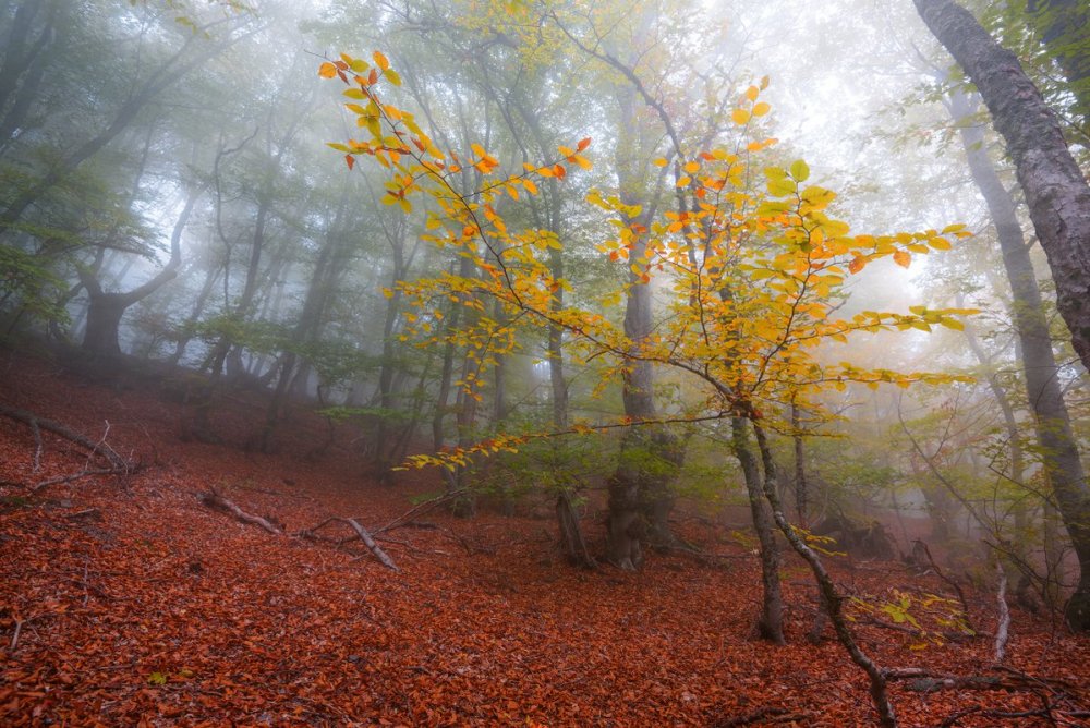 Буковый лес Дереджи осенью