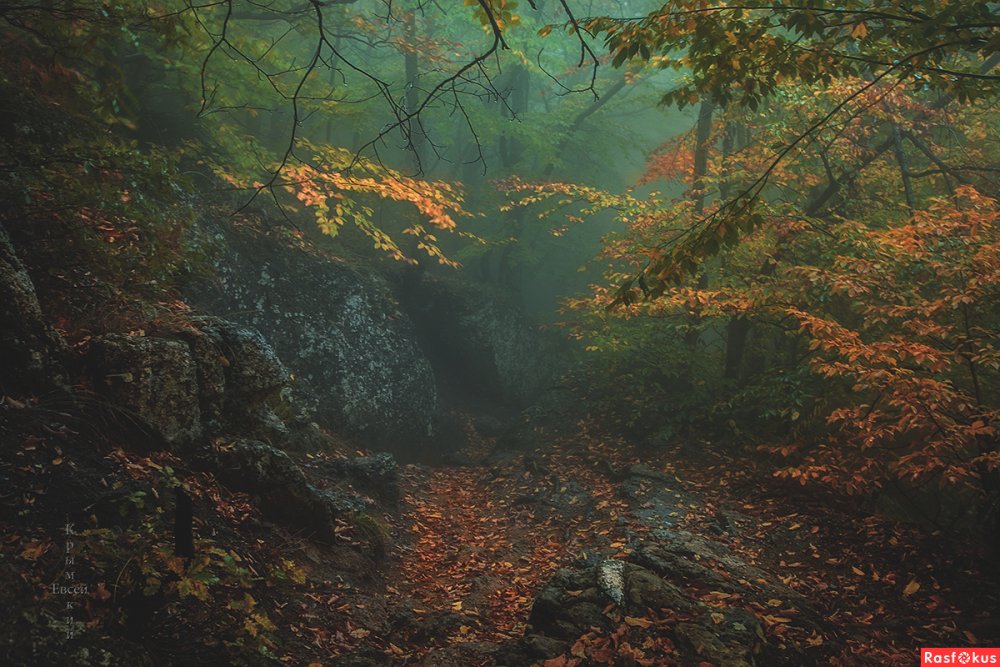 Туманный лес Крым