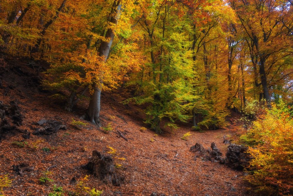 Крымский лес в ноябре