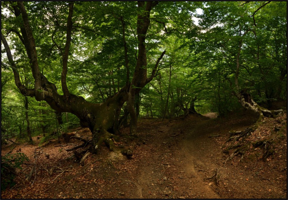 Крымский заповедник дубовые леса