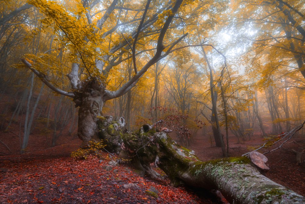 Буковый лес Крым