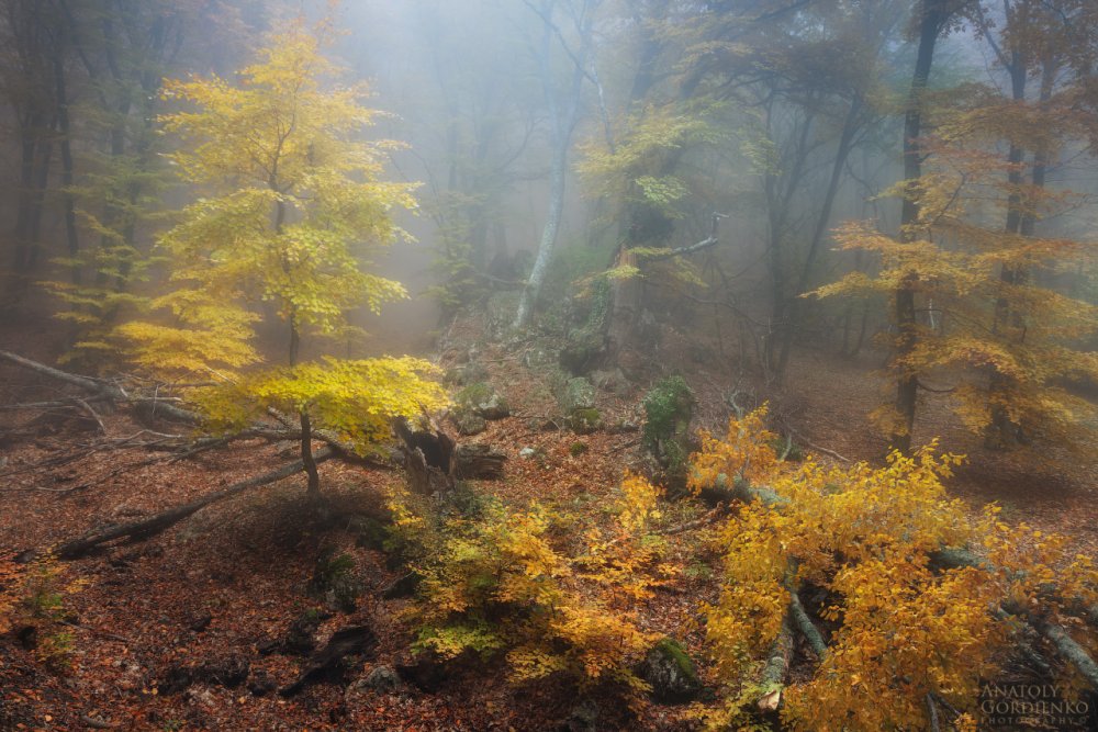 Осенний уголок в лесу