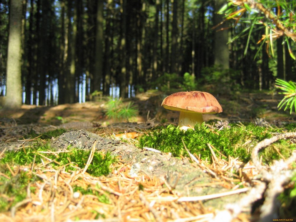 Лес грибы Поляна