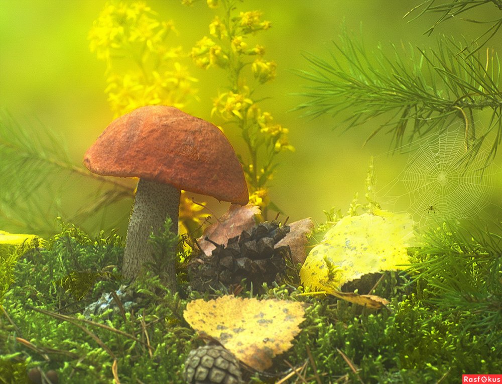 Анимация грибы в лесу