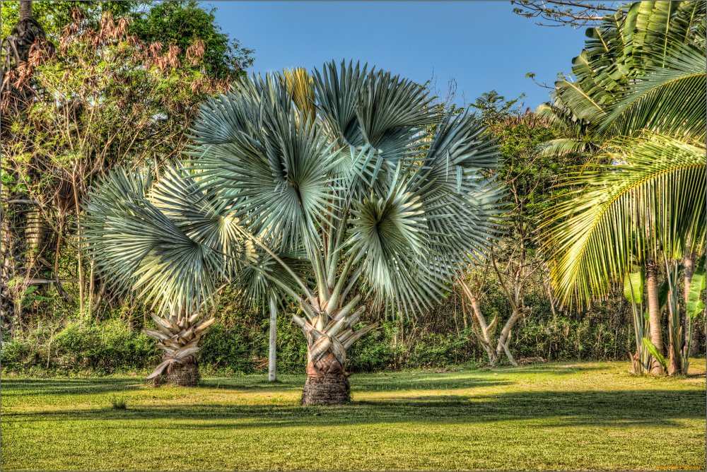 Пальмы Австралии