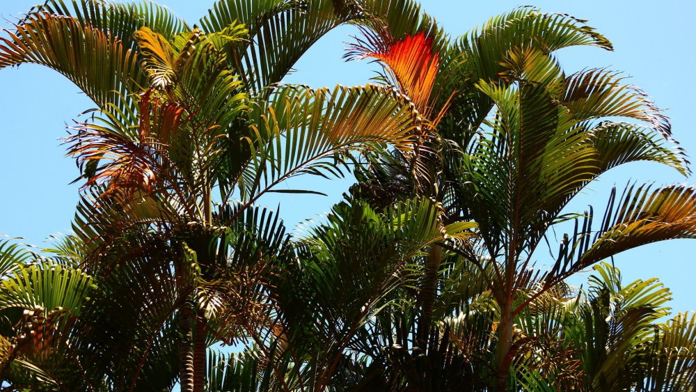 Необычные пальмы пальмы