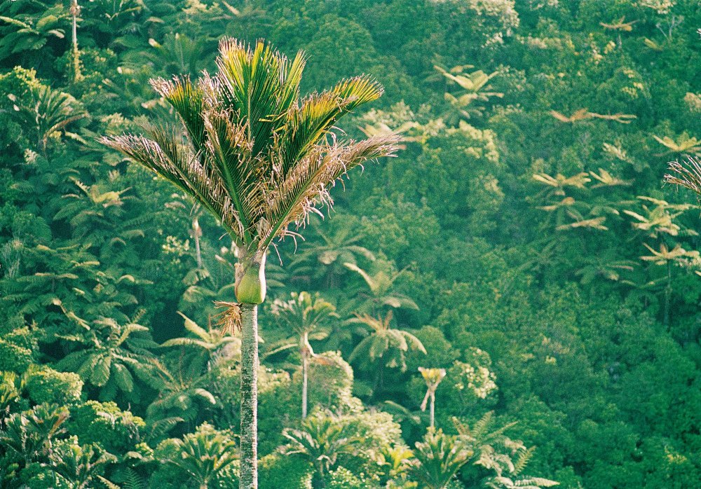 Оаху пальмы джунгли