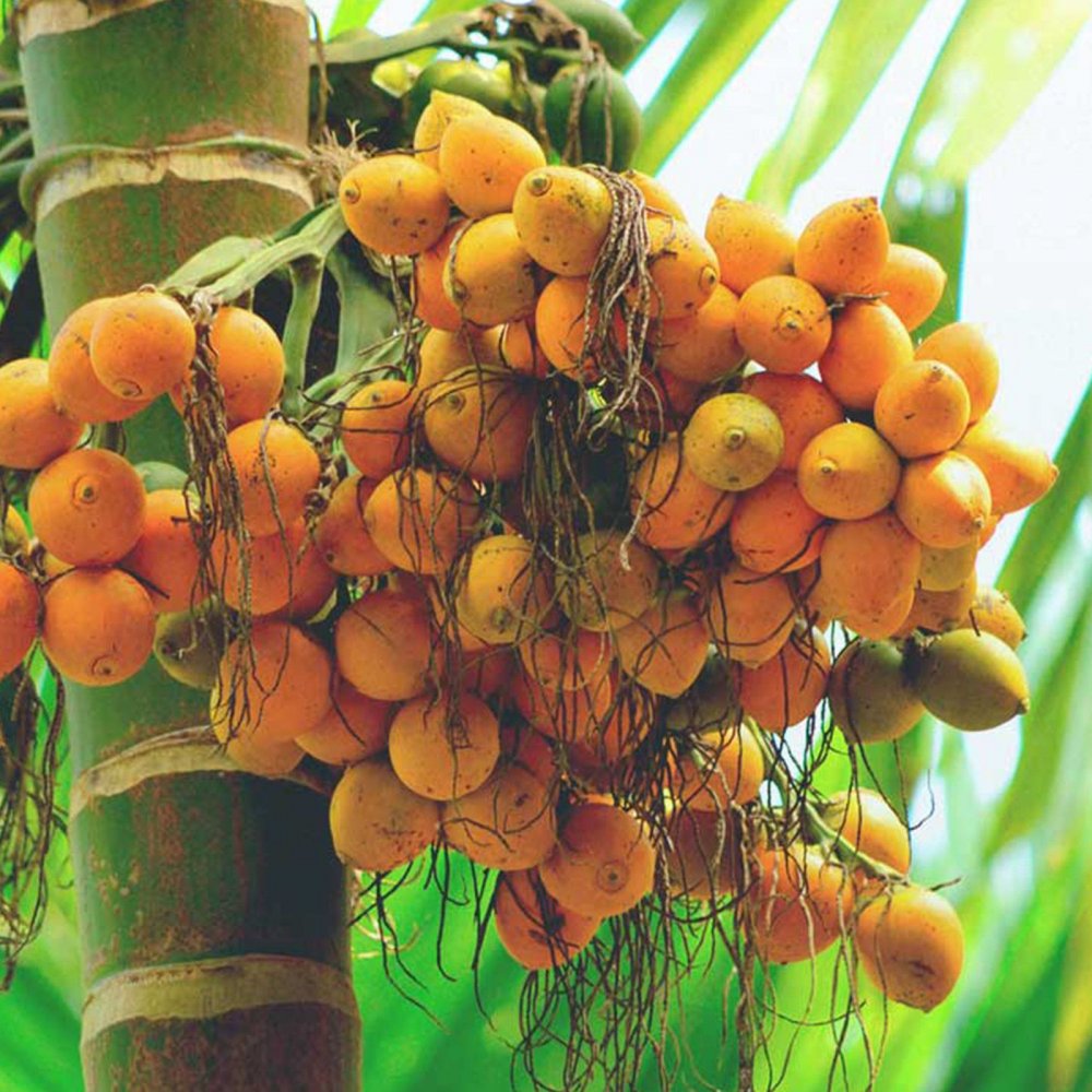 Бетелевая Пальма плоды