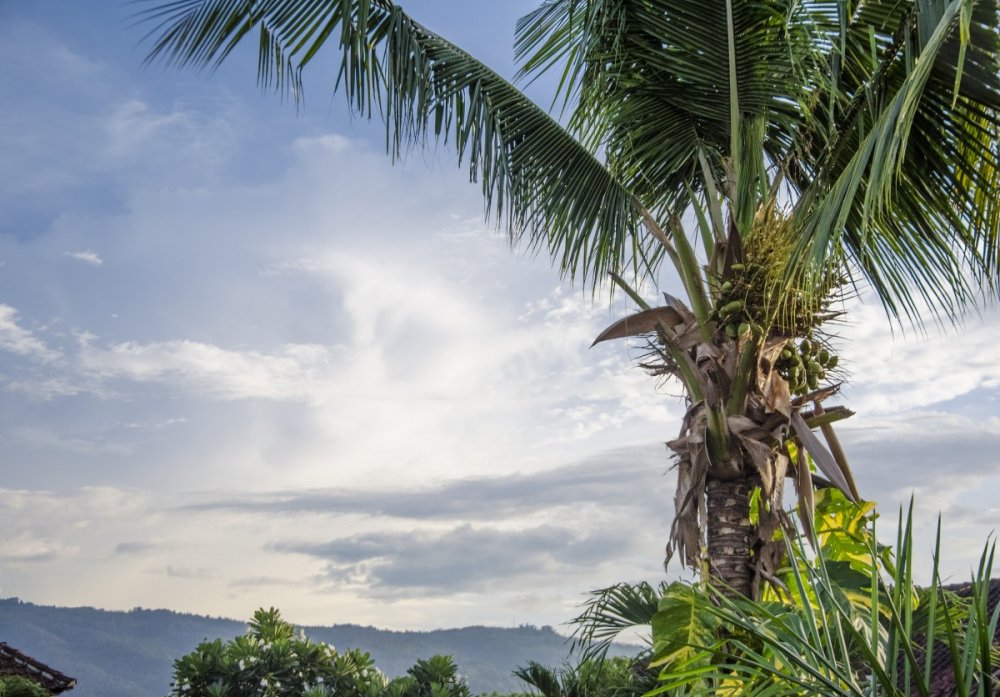 Бали Коконат пальм