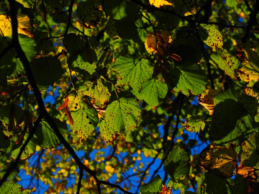 Липовый цвет листьев осень