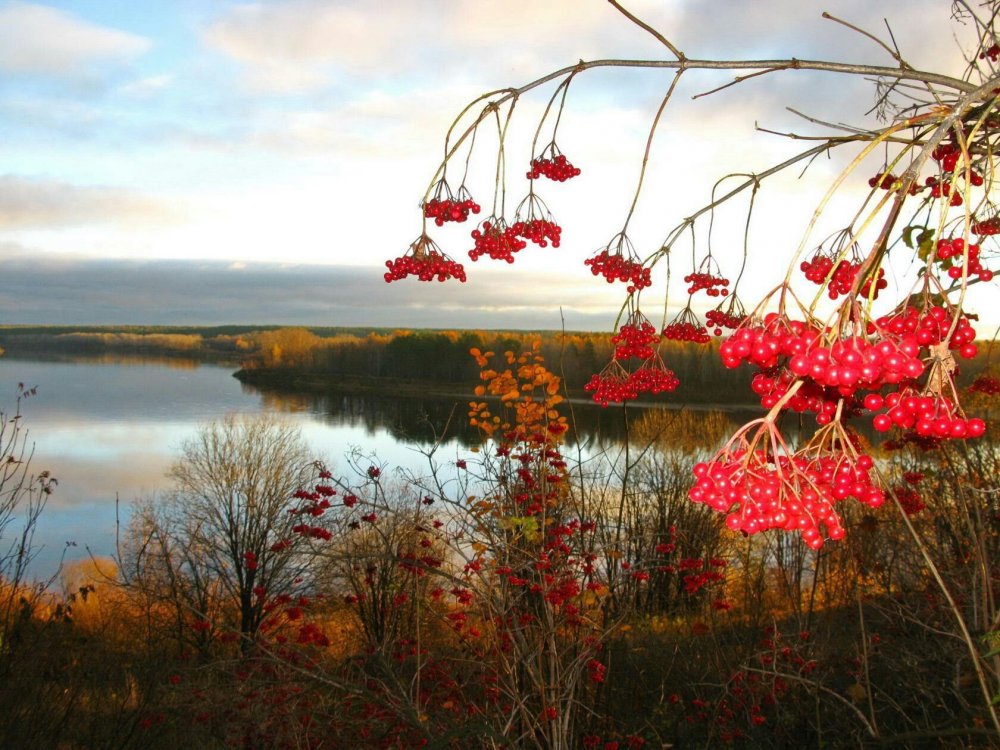 Осень рябина у озера