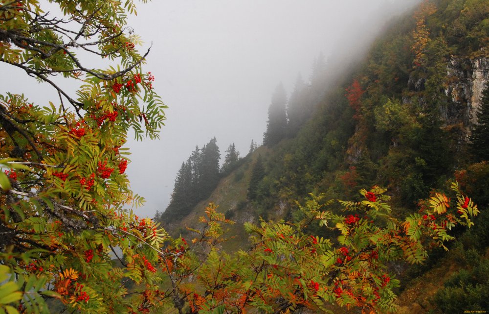 Осенний Рябиновый лес