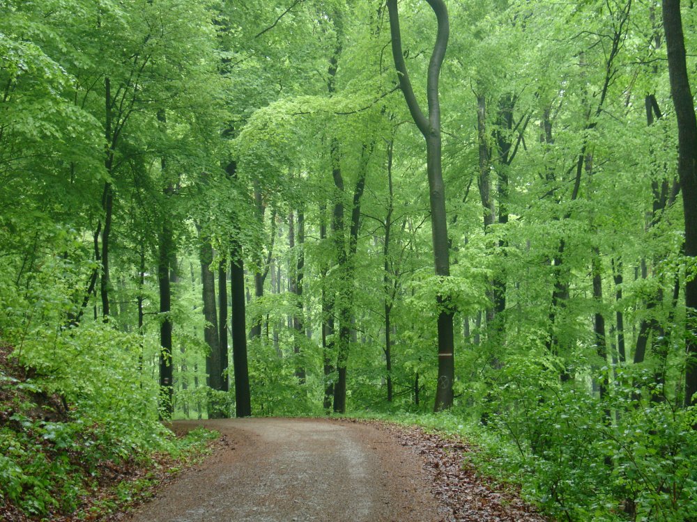 Парк Венский лес