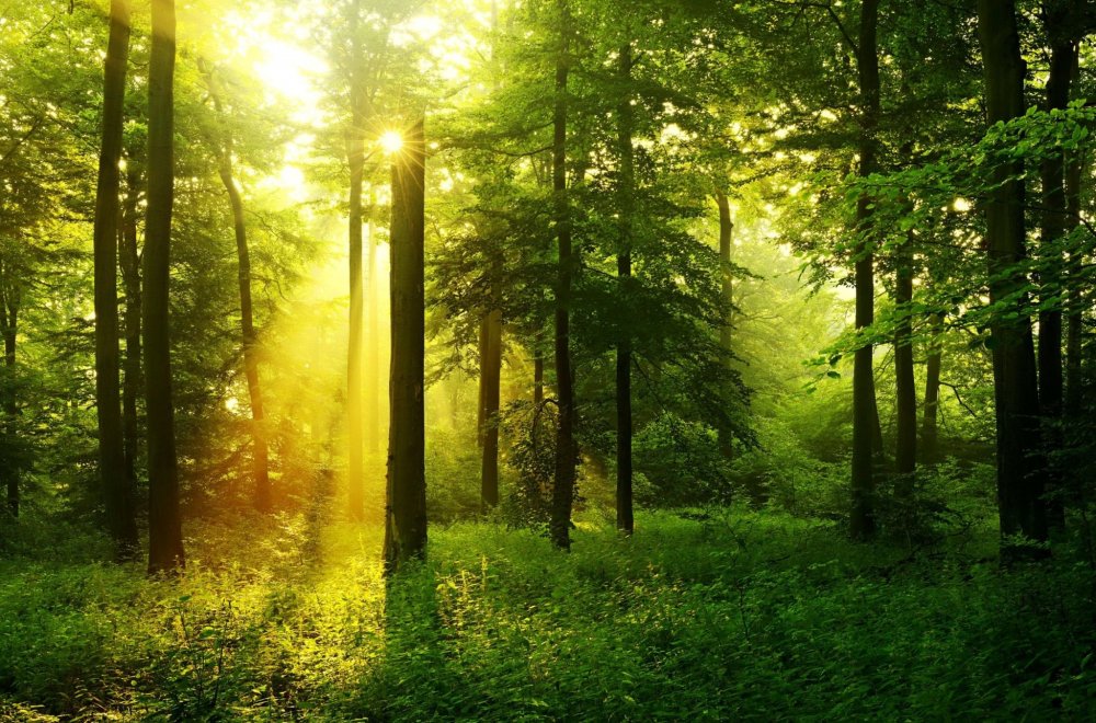 Природа лес