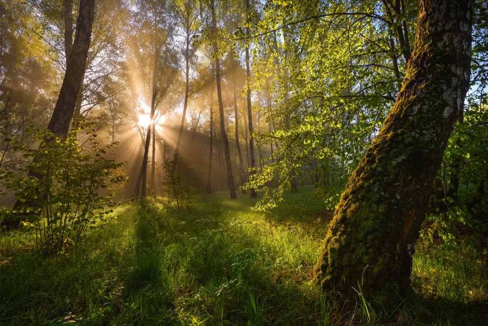 Солнечные лучи в лесу