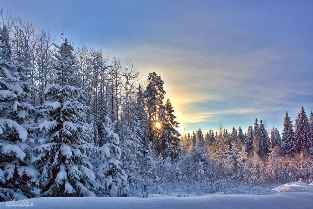 Зимний лес Россия