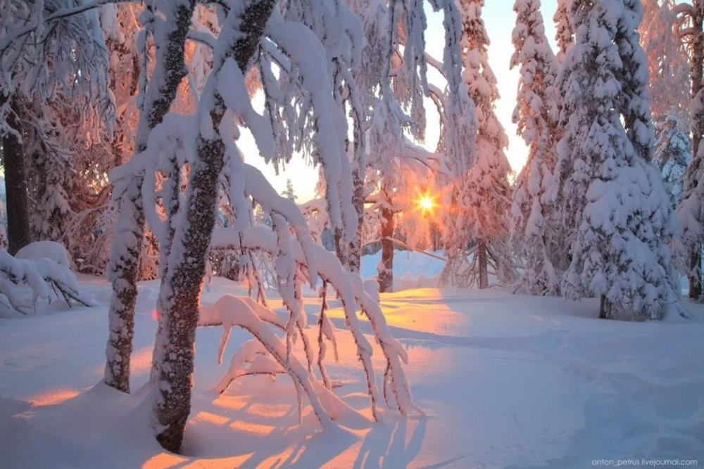 Сказочно красивый зимний лес