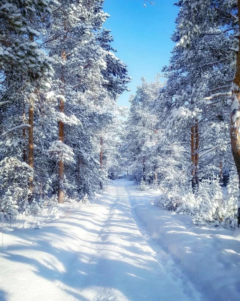 Зимниний лес