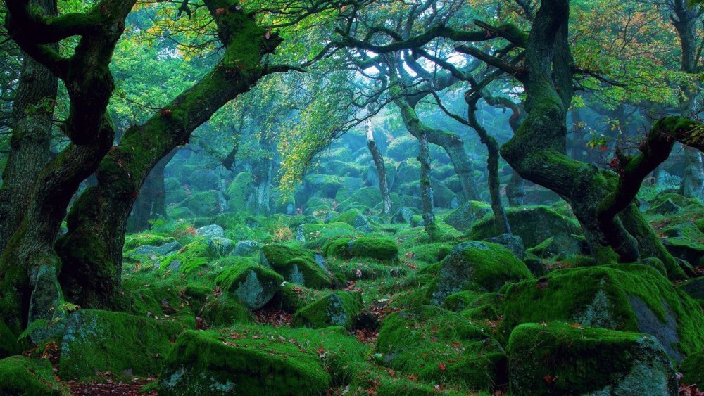 Вистманский лес Англия