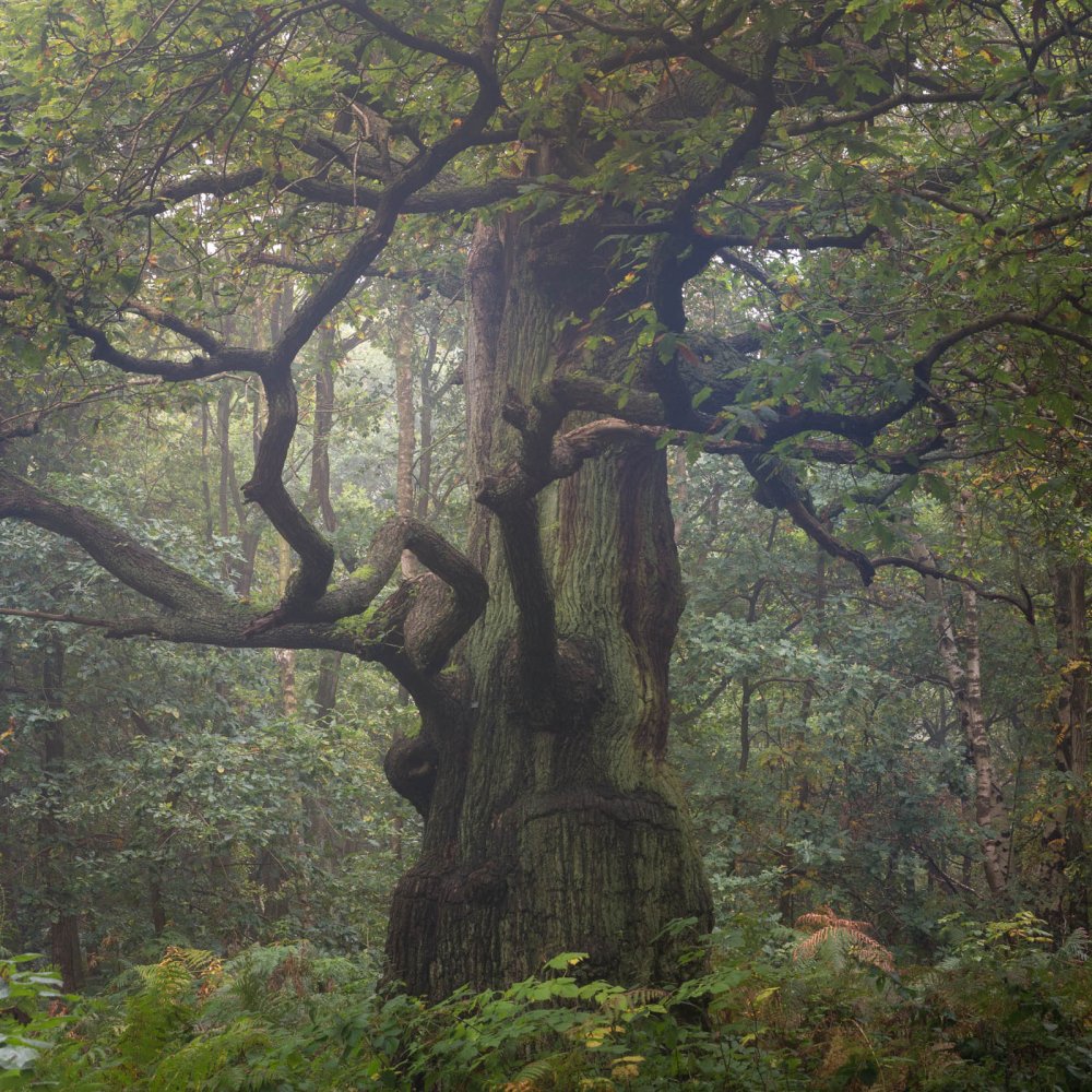 Национальный парк Дартмур лес Англия