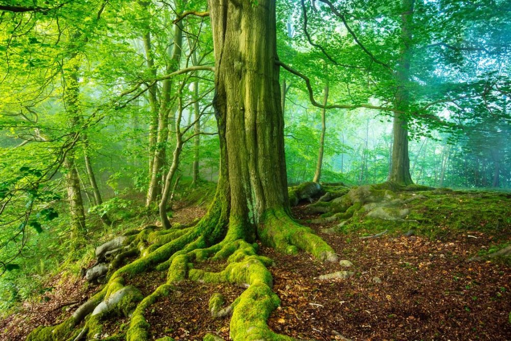 Шервудский лес Великобритания