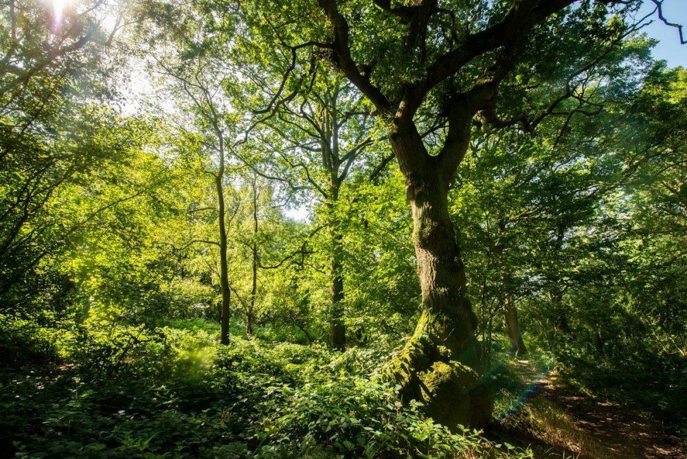 Шервудский лес Великобритания