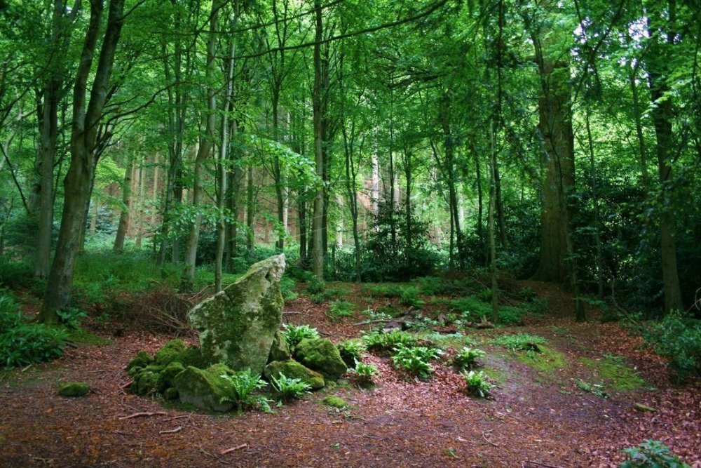 Шервудский лес Англия осень