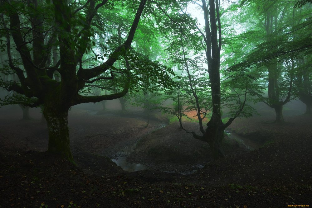 Королевский лес Дин Глостершир Англия