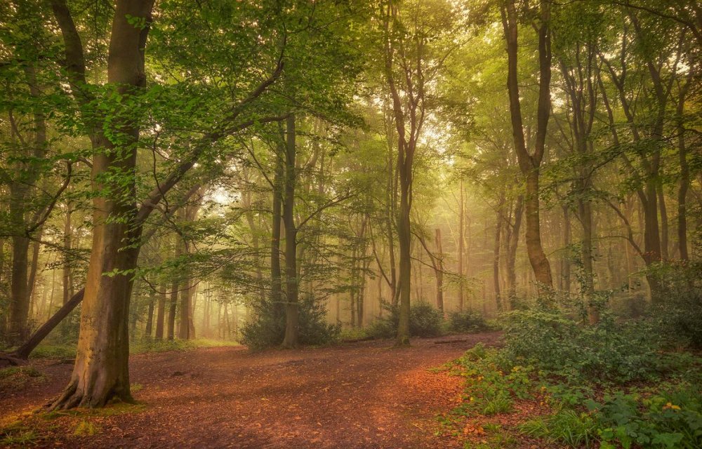 Йоркшир Англия лес