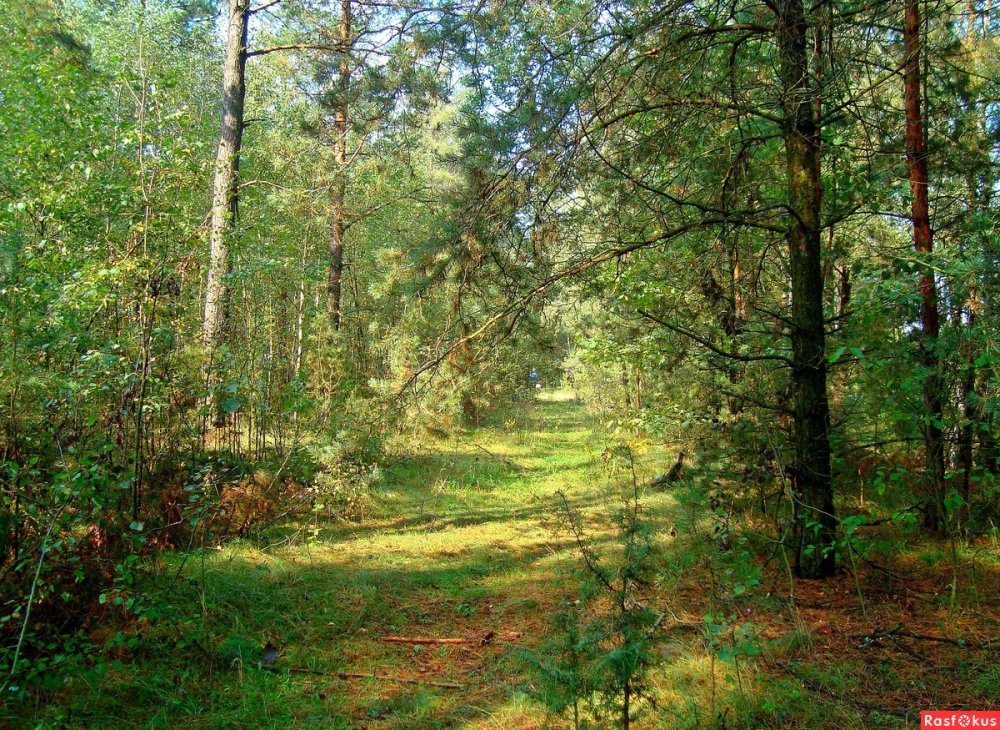Егорьевские леса